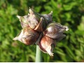 Allium x proliferum ( fistulosum var. viviparum ) - pravá cibule zimní poschoďová, egyptská