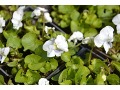 Viola sororia 