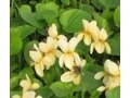 Viola odorata 