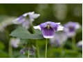 Viola hederacea - fialka, violka břečťanolistá