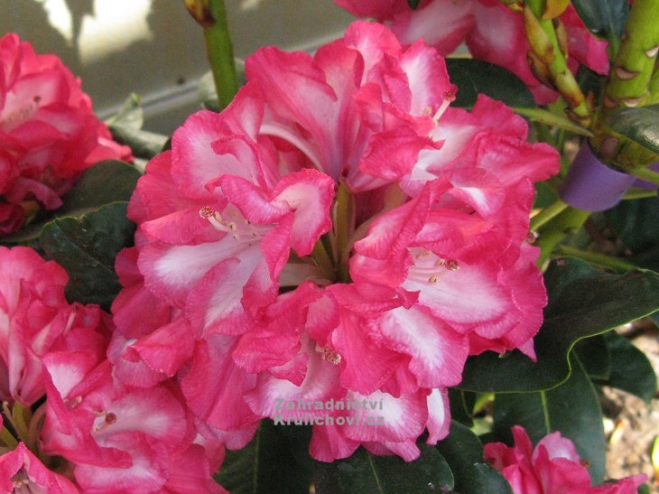 Rhododendron " Ann Lindsay " - pnink, rododendron Zahradnictv  Krulichovi - zahradnictv, kvtinstv, trvalky, skalniky, bylinky a  koen