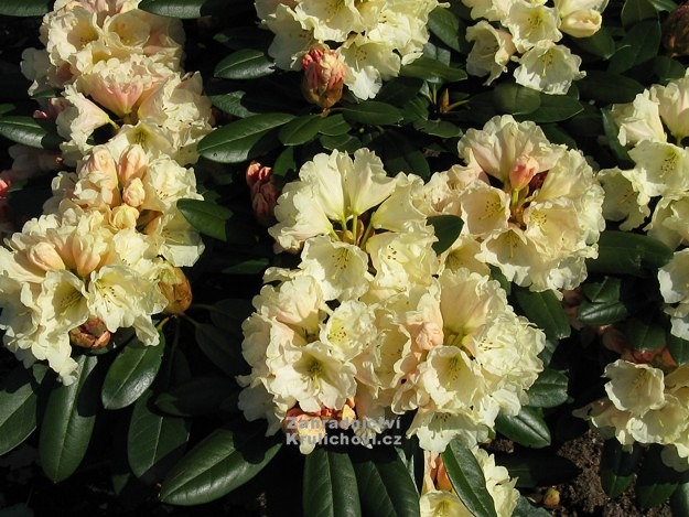 Prodej Rododendronu () Prodej Rododendronu