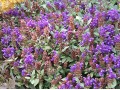 Prunella vulgaris  - černohlávek obecný