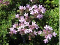 Thymus doerfleri 