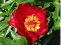 Paeonia lactiflora 