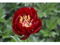 Paeonia lactiflora 