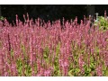 Persicaria amplexicaulis 