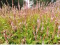 Persicaria amplexicaulis 