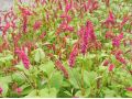 Persicaria amplexicaulis var. Pendula - rdesno