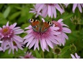 Echinacea 