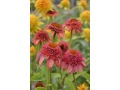 Echinacea 