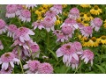 Echinacea 