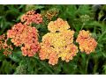 Achillea millefolium 