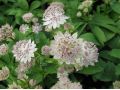 Astrantia major - jarmanka