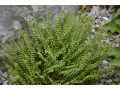Asplenium trichomanes - sleziník červený