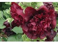 Alcea rosea 
