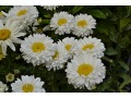 Leucanthemum x superbum 