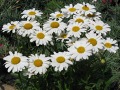 Leucanthemum x superbum 