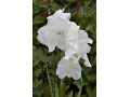 Iris germanica 