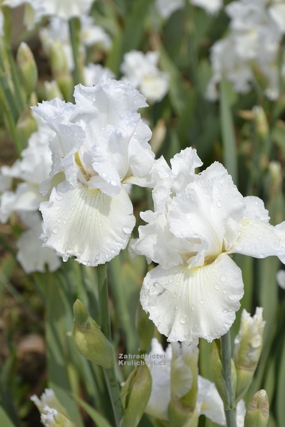 Iris x barbata Nana ( Iris pumila )" Lilly White " kosatec nízký