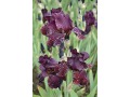 Iris x barbata Nana ( Iris pumila )