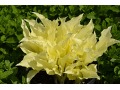 Hosta 