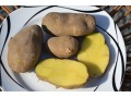 Solanum tuberosum 