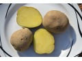 Solanum tuberosum 