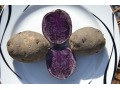 Solanum tuberosum 