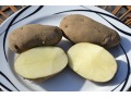 Solanum tuberosum 