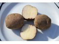 Solanum tuberosum 