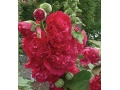 Alcea rosea 