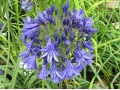 Agapanthus 