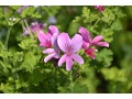 Pelargonium 