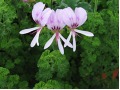 Pelargonium crispum 