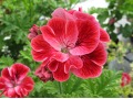 Pelargonium 