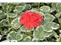 Pelargonium zonale 