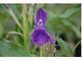 Roscoea purpurea - roskea