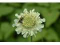 Cephalaria gigantea - hlavatka obrovská ( hlaváč obrovský )