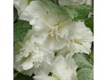 Alcea rosea 