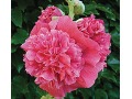 Alcea rosea 