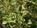 Myrtus communis 