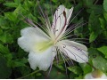 Capparis spinosa - kapara trnitá