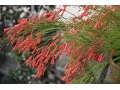Russelia equisetiformis - rusélie přesličkolistá