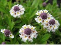 Lippia ( Phylla ) nodiflora - lipia