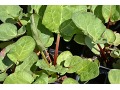 Rheum rhabarbarum 