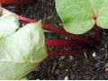 Rheum rhabarbarum 