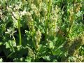 Rheum rhabarbarum 
