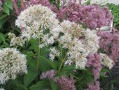 Eupatorium ( Eutrochium ) maculatum 
