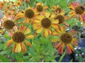 Helenium × hybridum 
